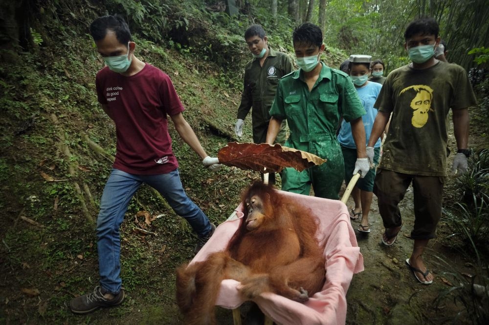 Saving Orangutans