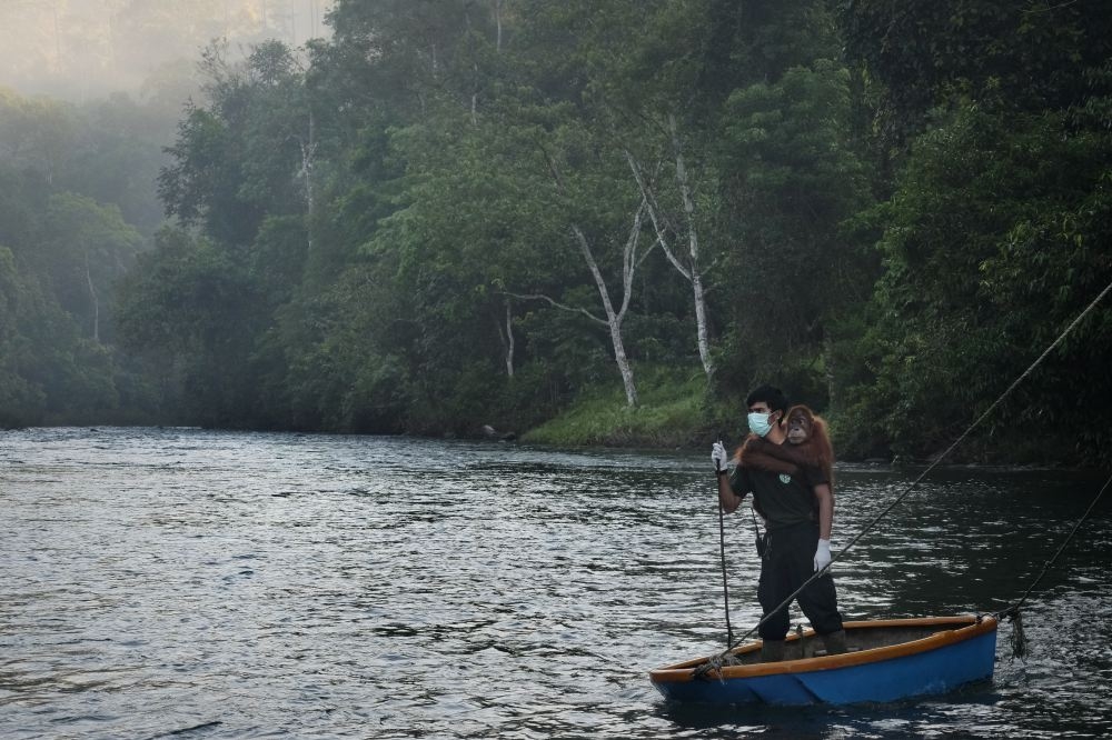 Saving Orangutans