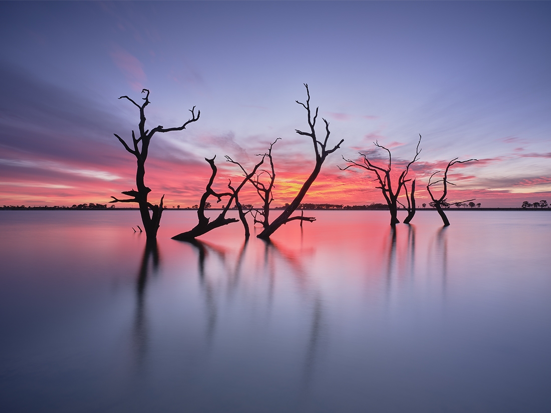 Trees at Twilight