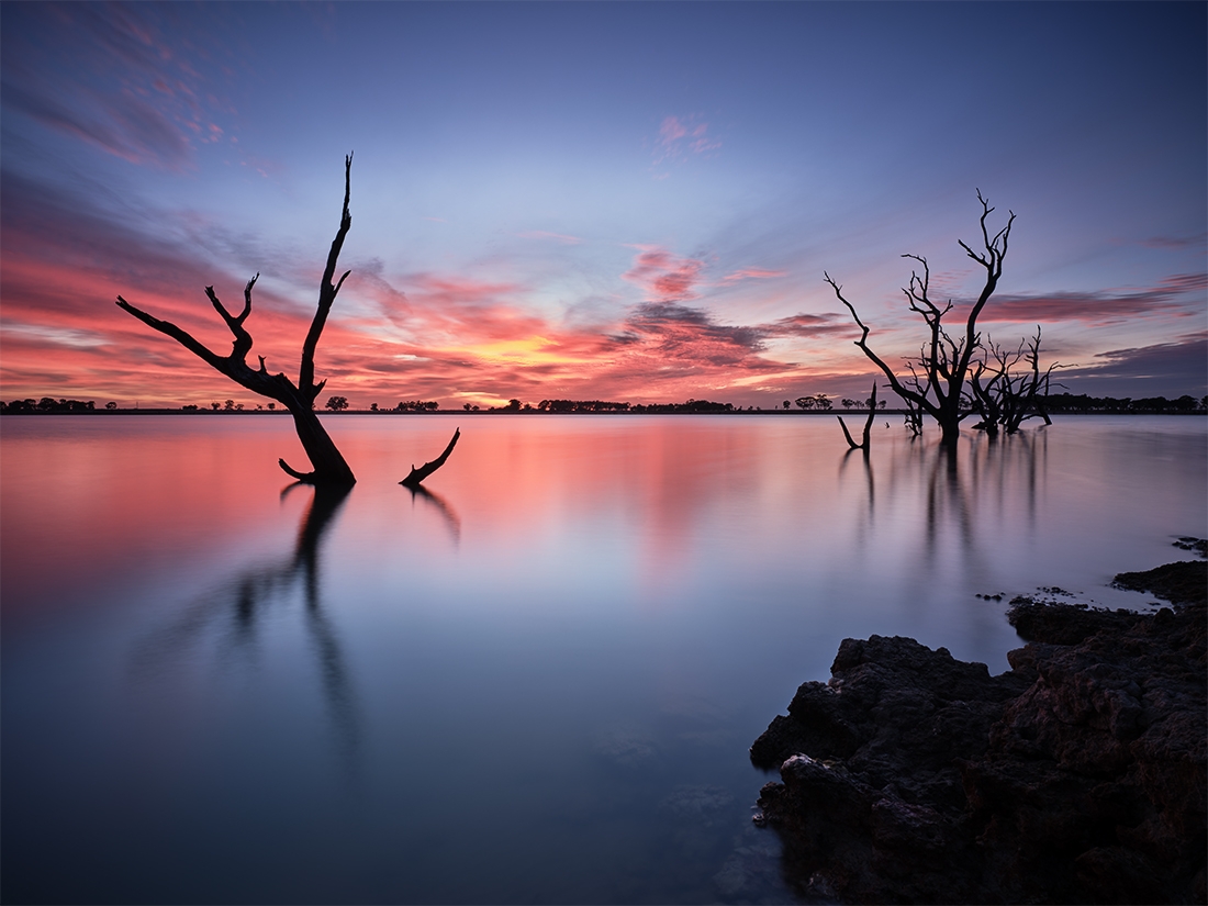 Trees at Twilight