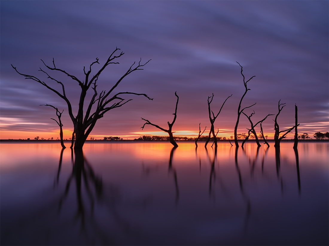 Trees at Twilight