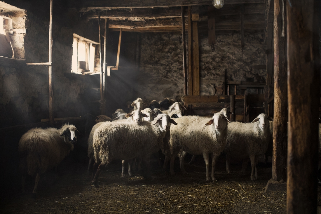 А Nobly Family