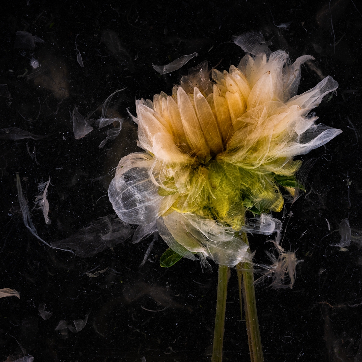 Aesthetics of decay