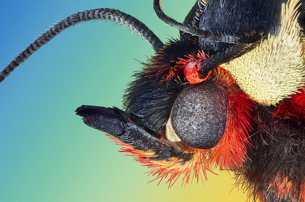 Microcosmic portraits of the little earthlings