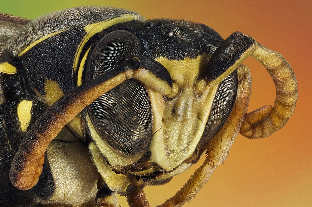 Microcosmic portraits of the little earthlings