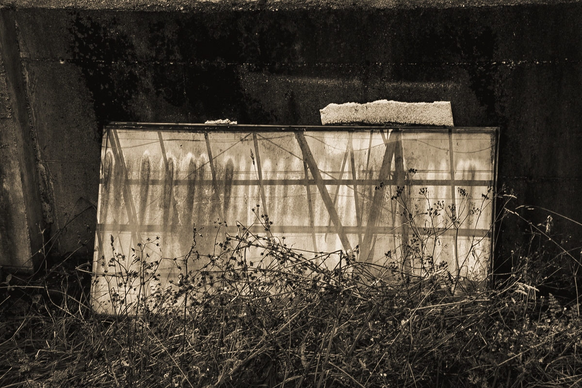 A greenhouse mystery