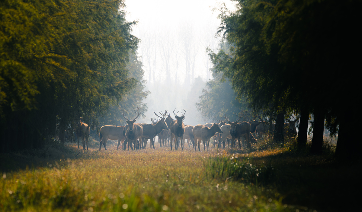 Wandering in the Morning Mist