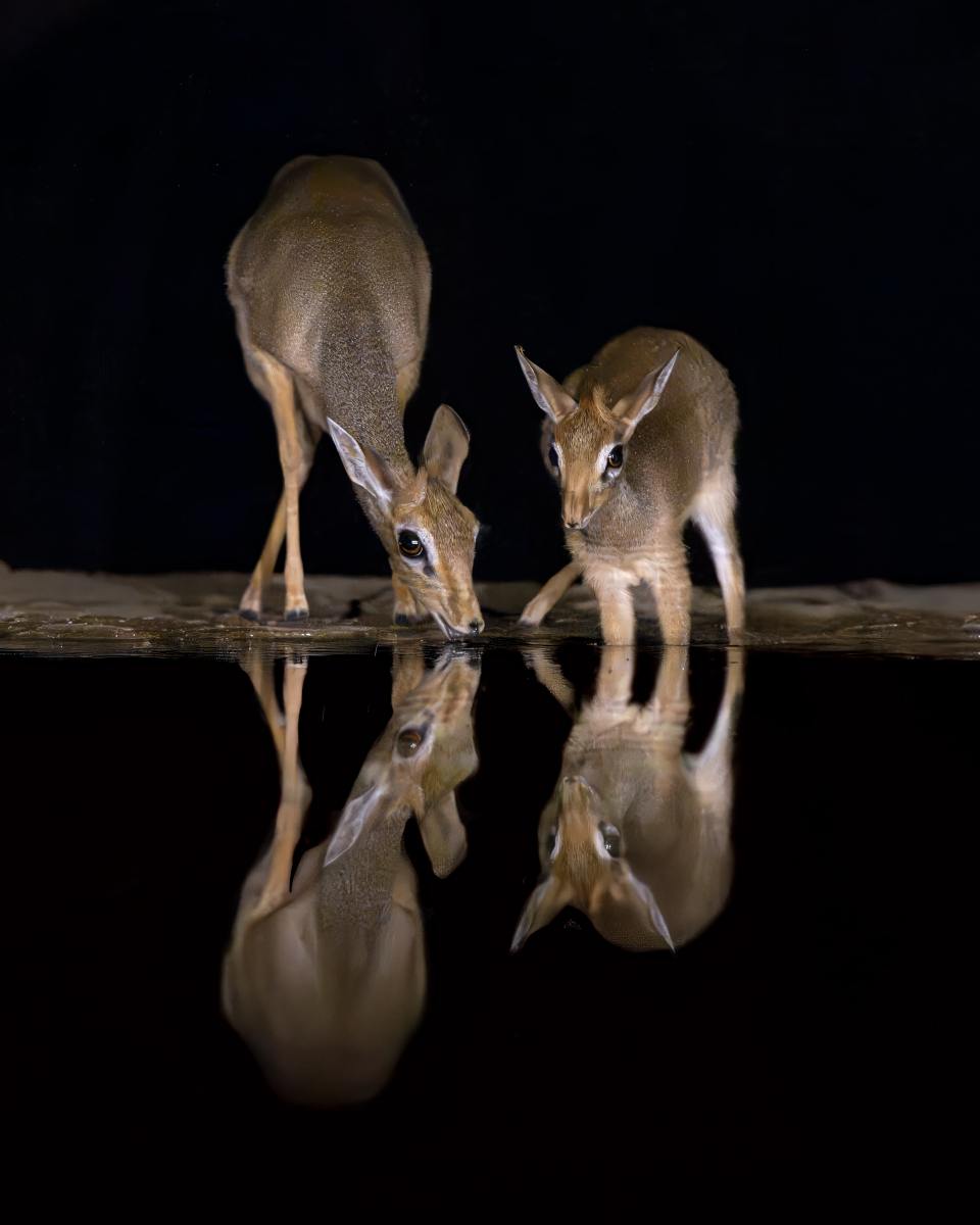 Reflections in the Night2