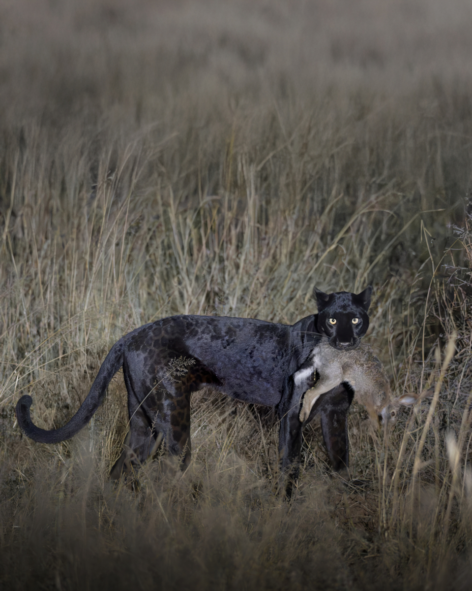Black beauty