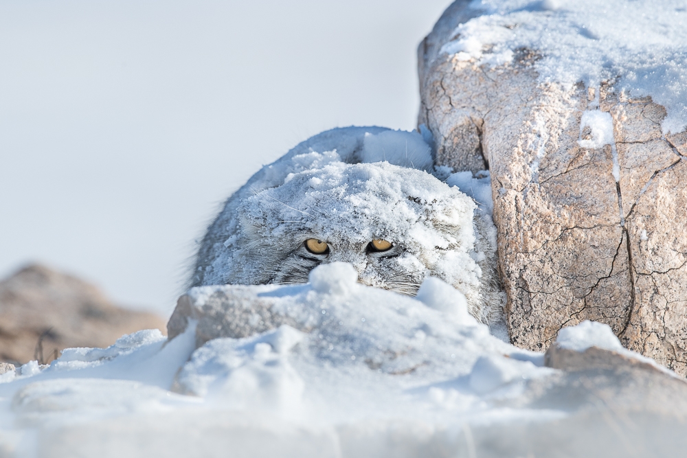 Animals in their Habitat