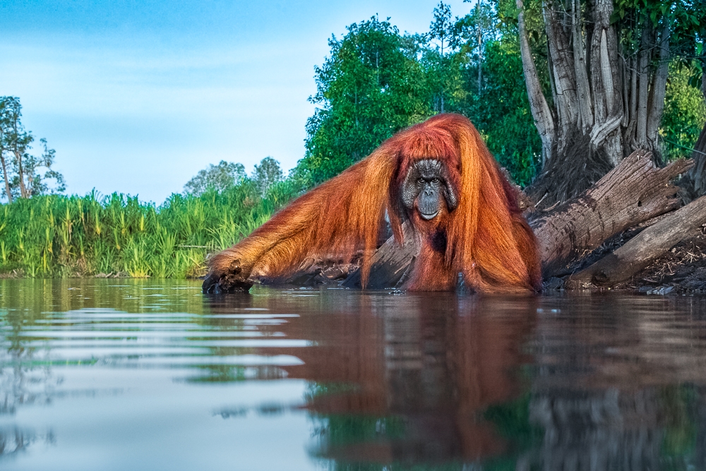Animals in their Habitat