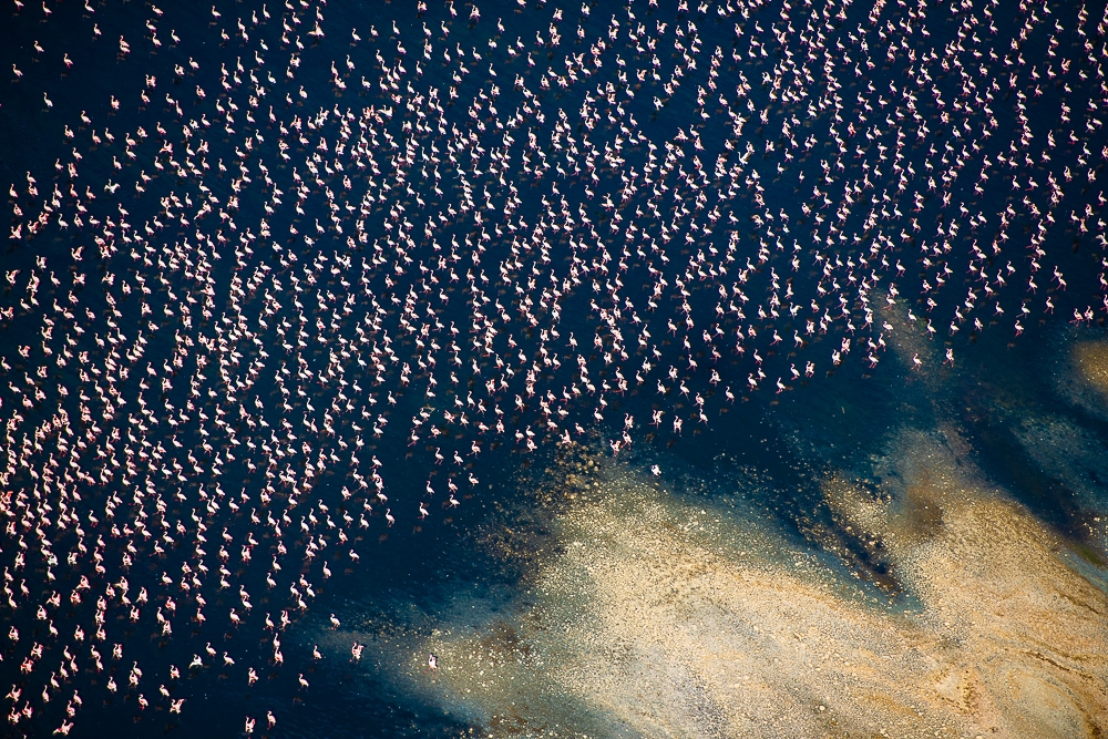 Birds in their Habitat