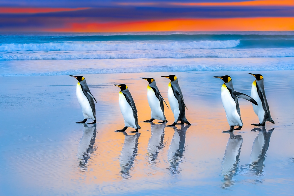 Birds in their Habitat