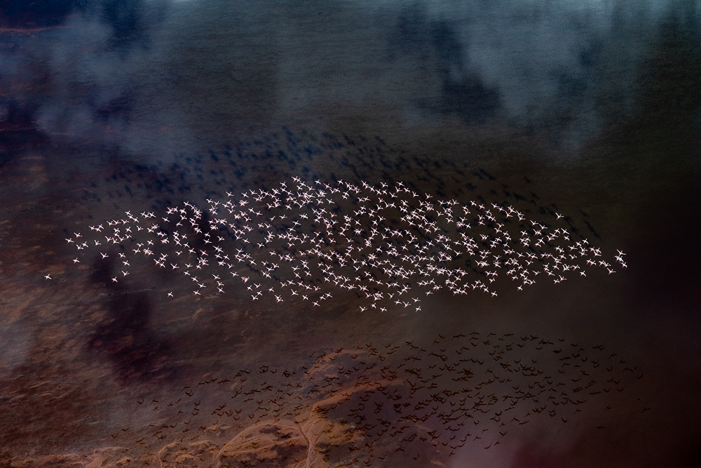 Birds in their Habitat