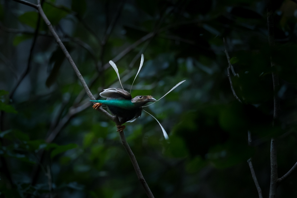 Birds in their Habitat