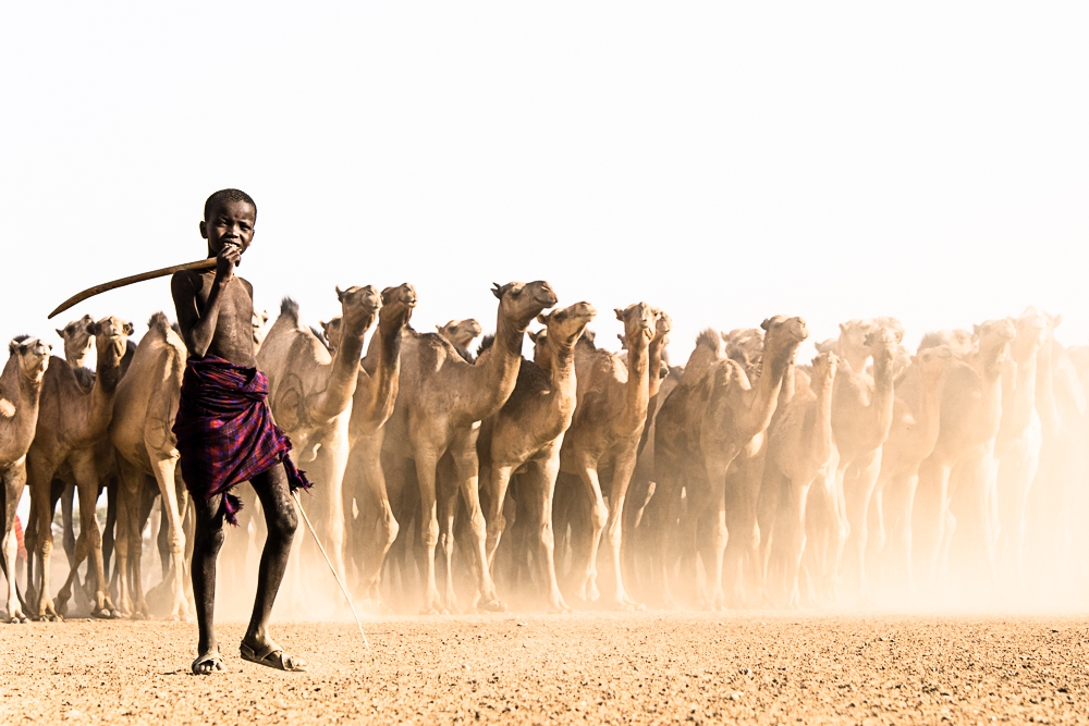 The Herder