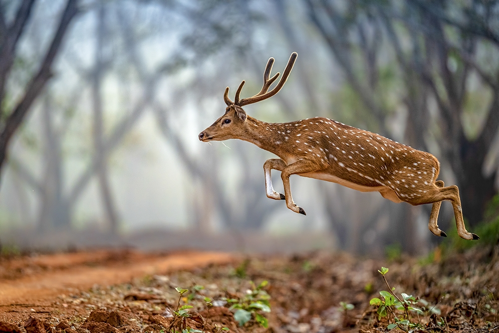 Wildlife by Aman Wilson
