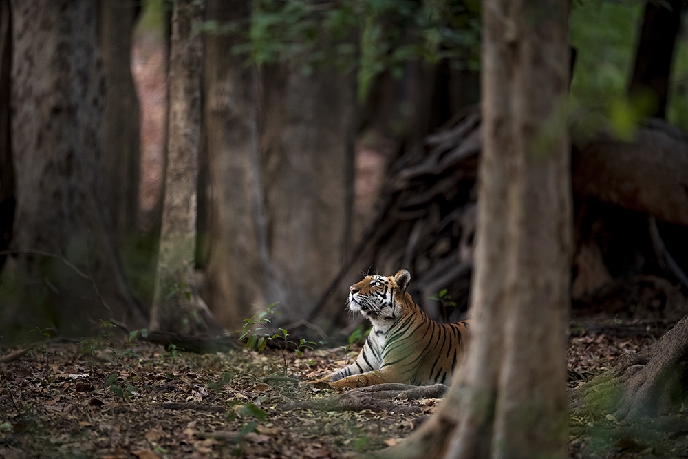 Wildlife by Aman Wilson