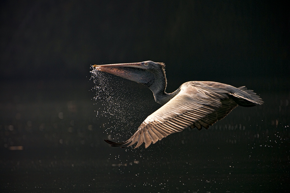 Wildlife by Aman Wilson