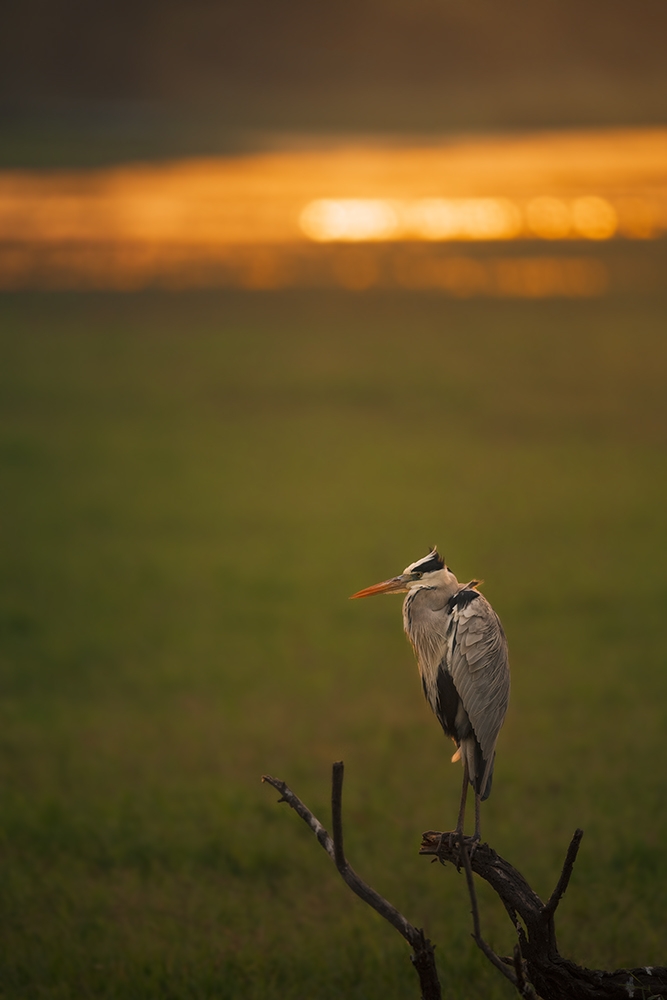 Wildlife by Aman Wilson