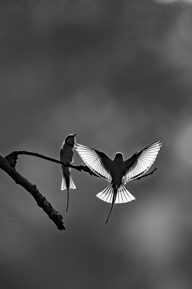 Wildlife by Aman Wilson