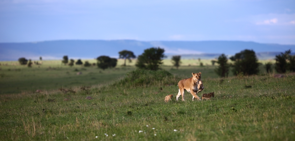 Wide angle Wildlife