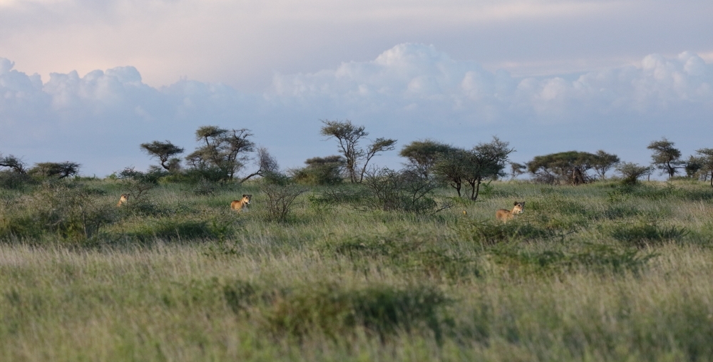 Wide angle Wildlife