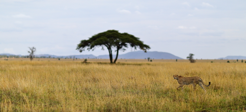 Wide angle Wildlife