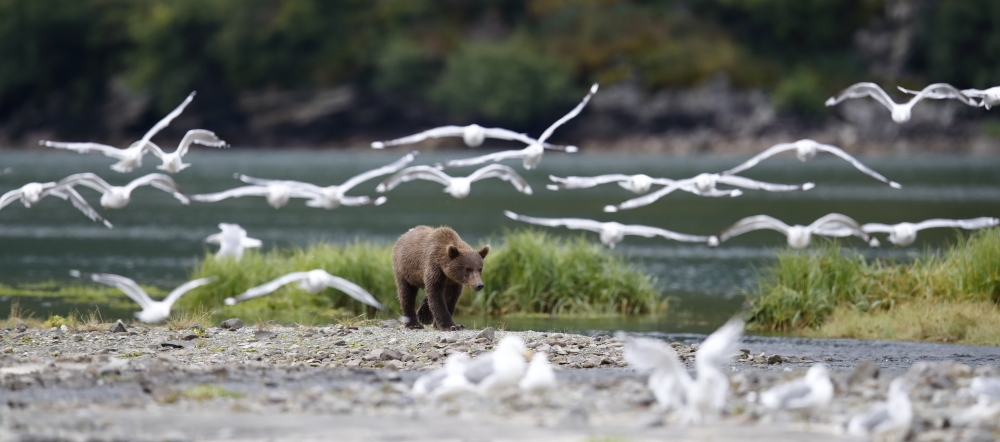 Wide angle Wildlife