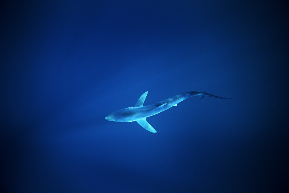 Predators far away from the sea, blue shark