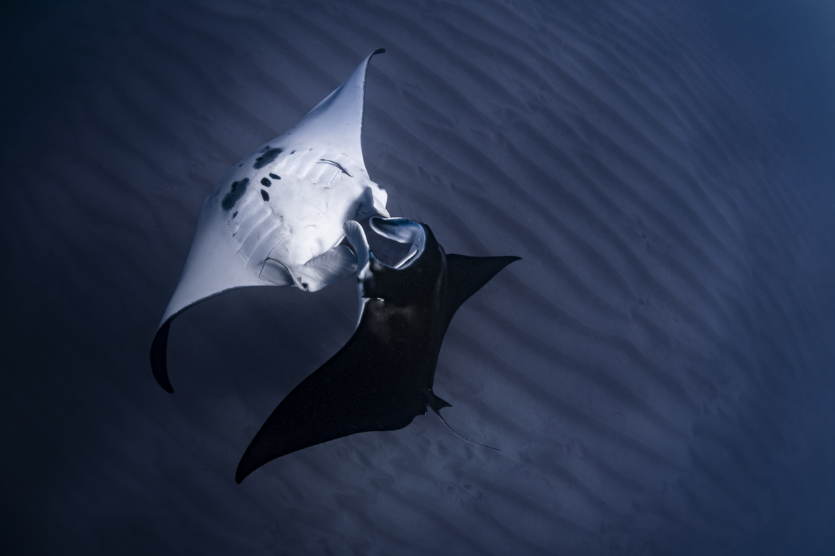 The manta dance