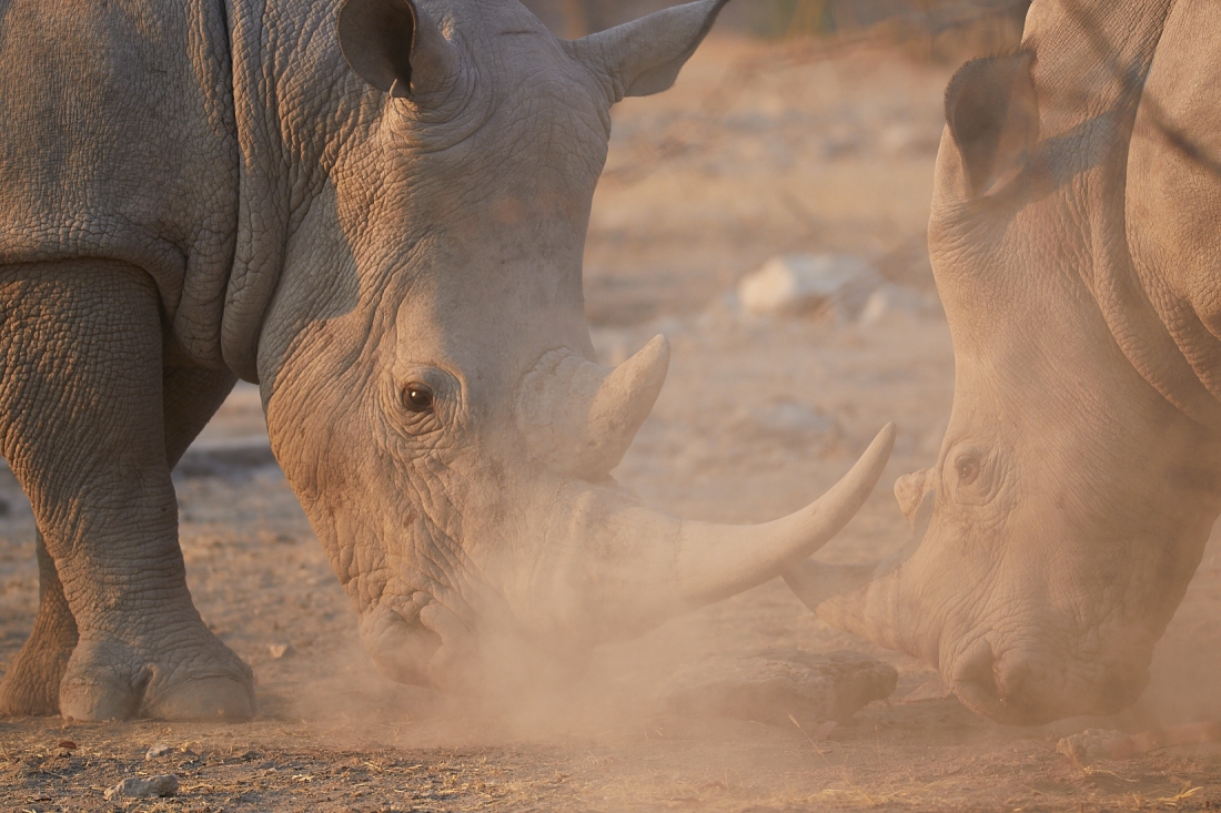 Rhino Duel