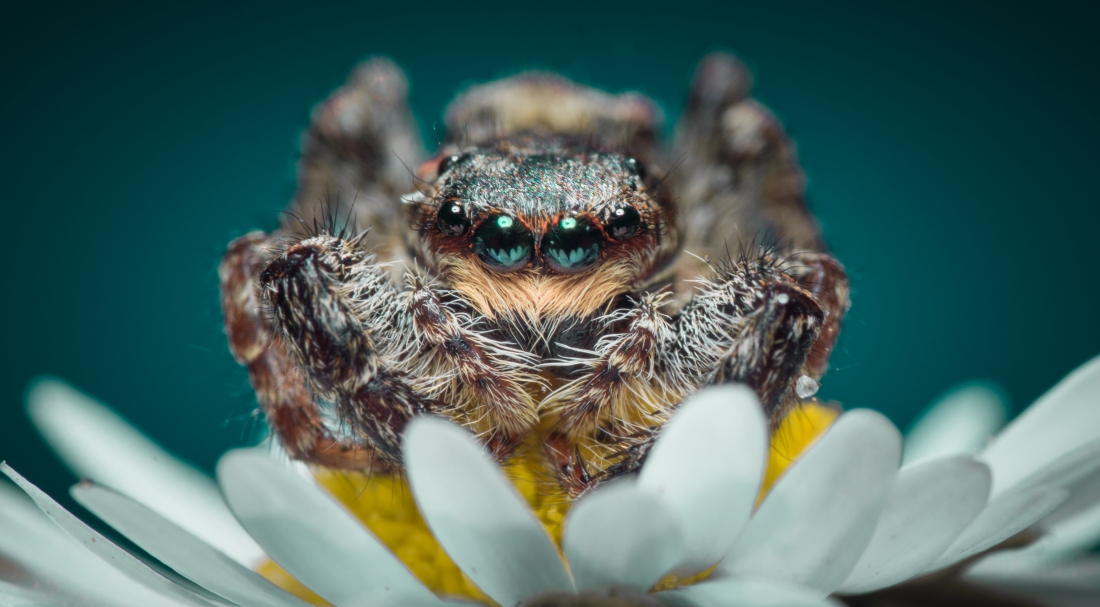 Glass Eyes 