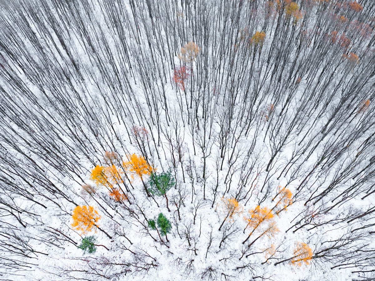 The Cracking Seasons