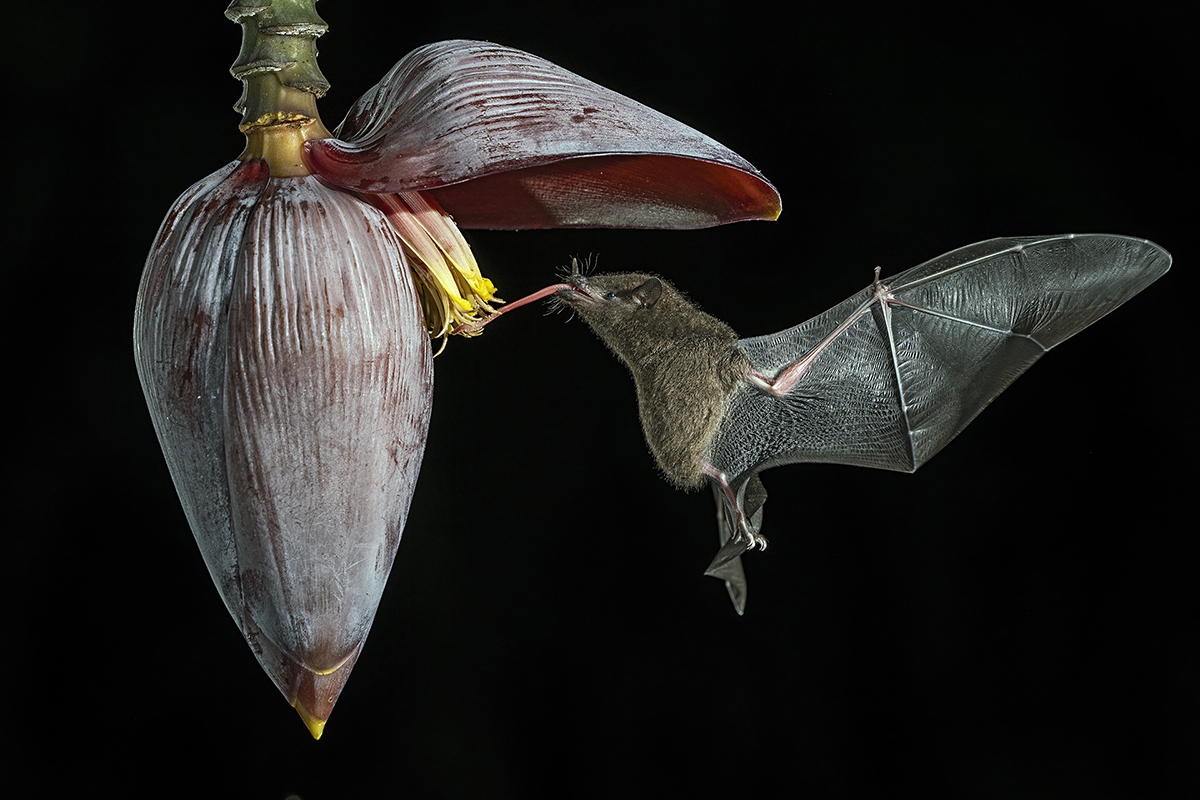Annual Photography Awards winner GIANNI MAITAN