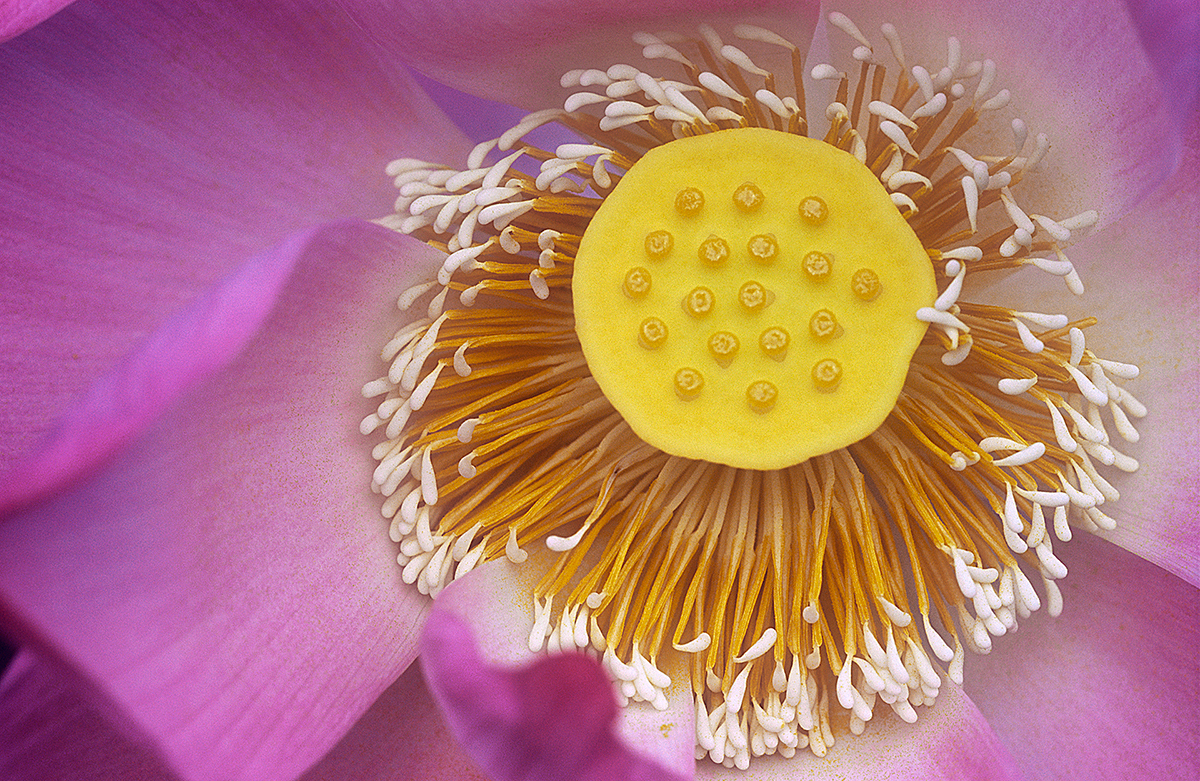 Lotus Core 