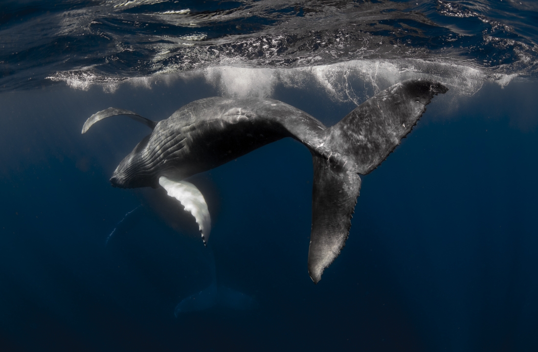Dynamic Tail