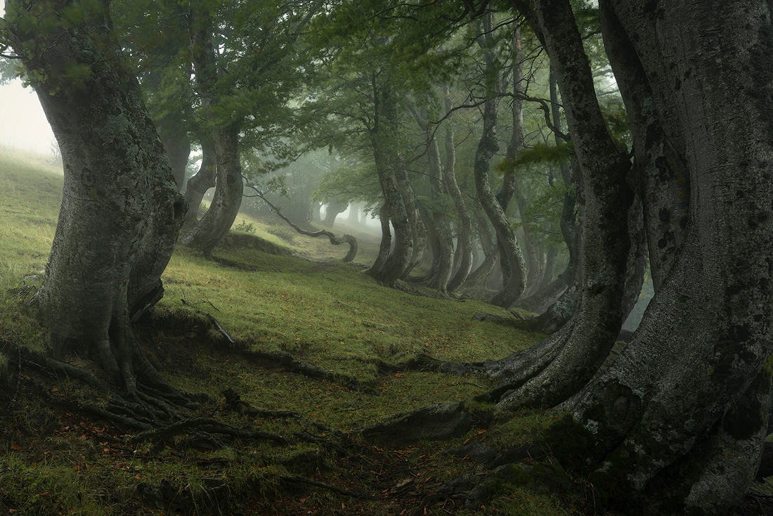 the breath of the forest