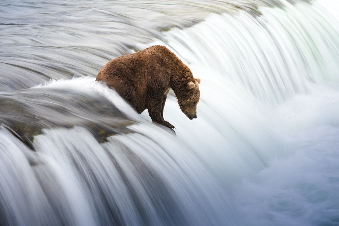 Wild Alaska