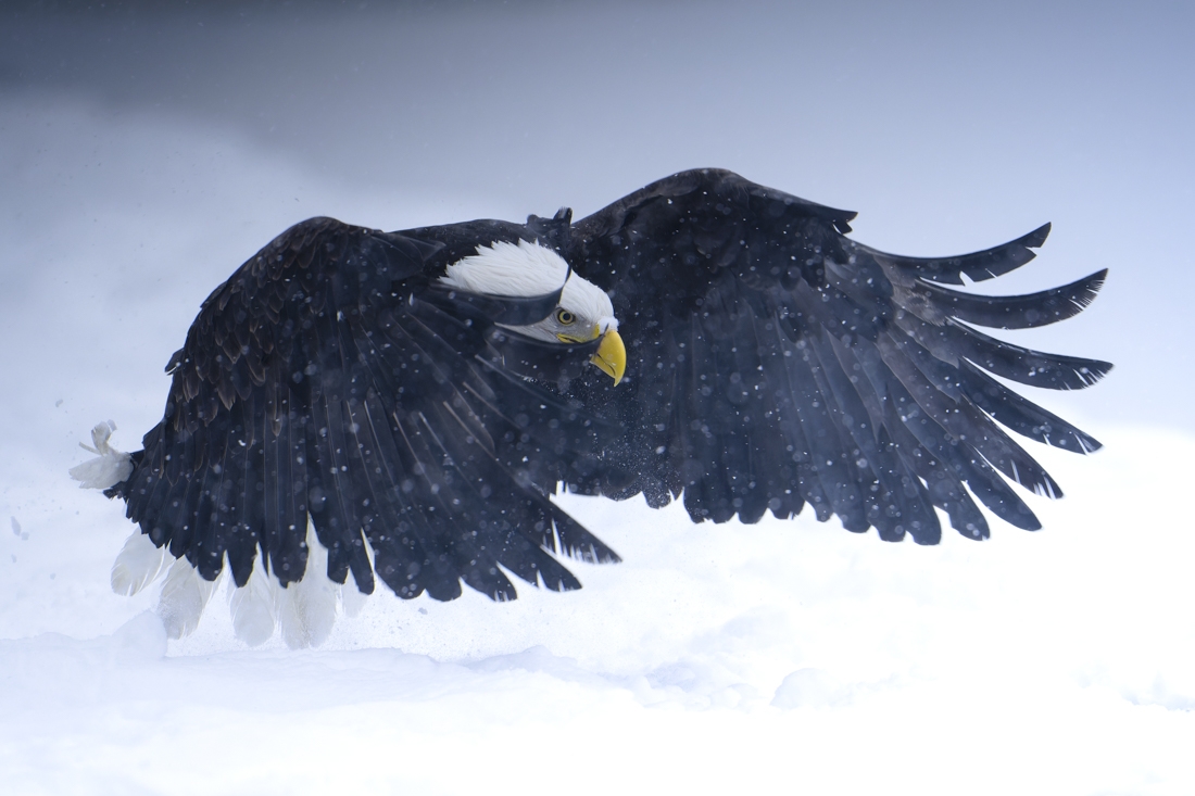 Wild Alaska