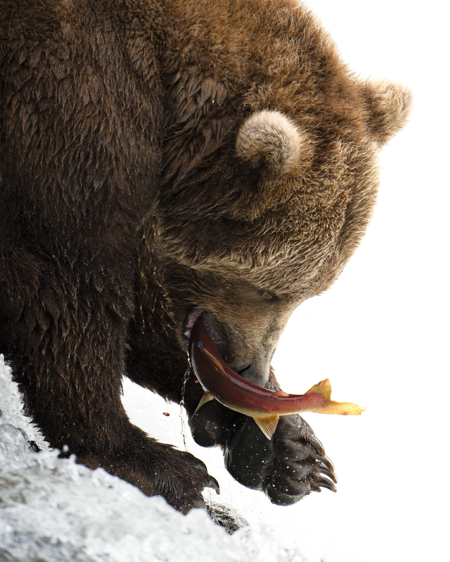 Wild Alaska