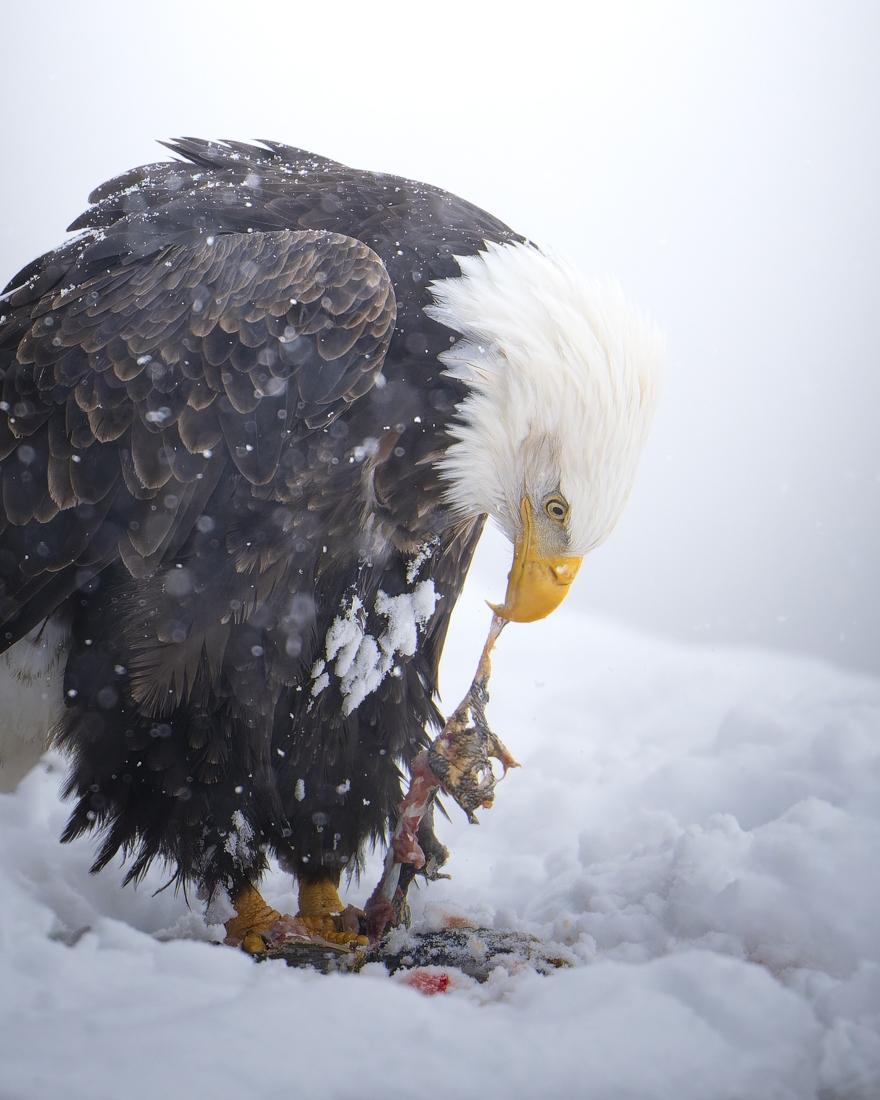 Wild Alaska