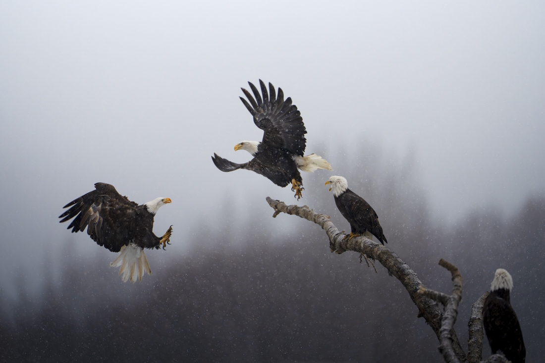 Wild Alaska