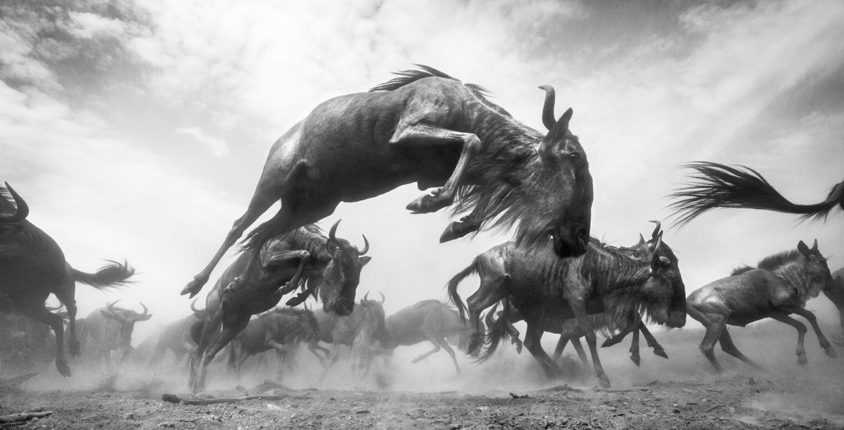 The Mara