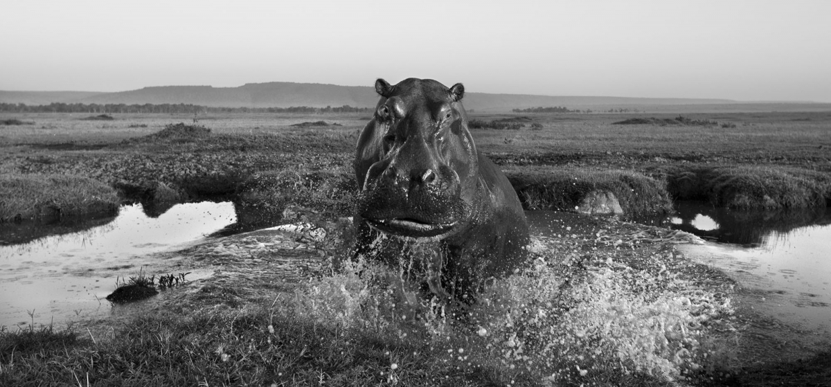 The Mara