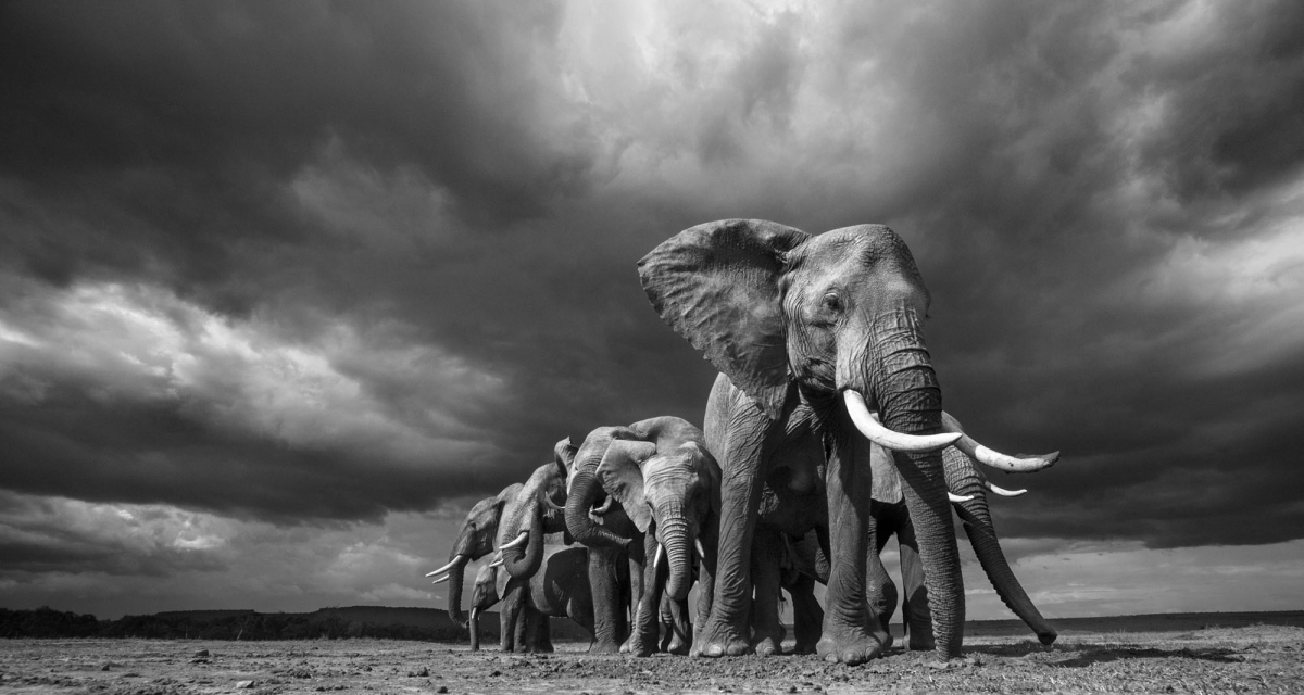 The Mara