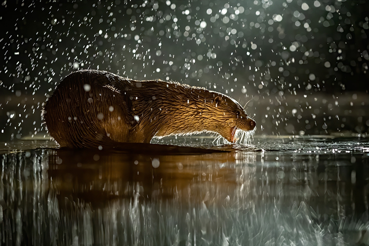 Otter n10