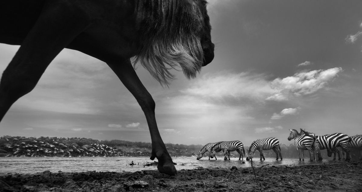 The Great Migration