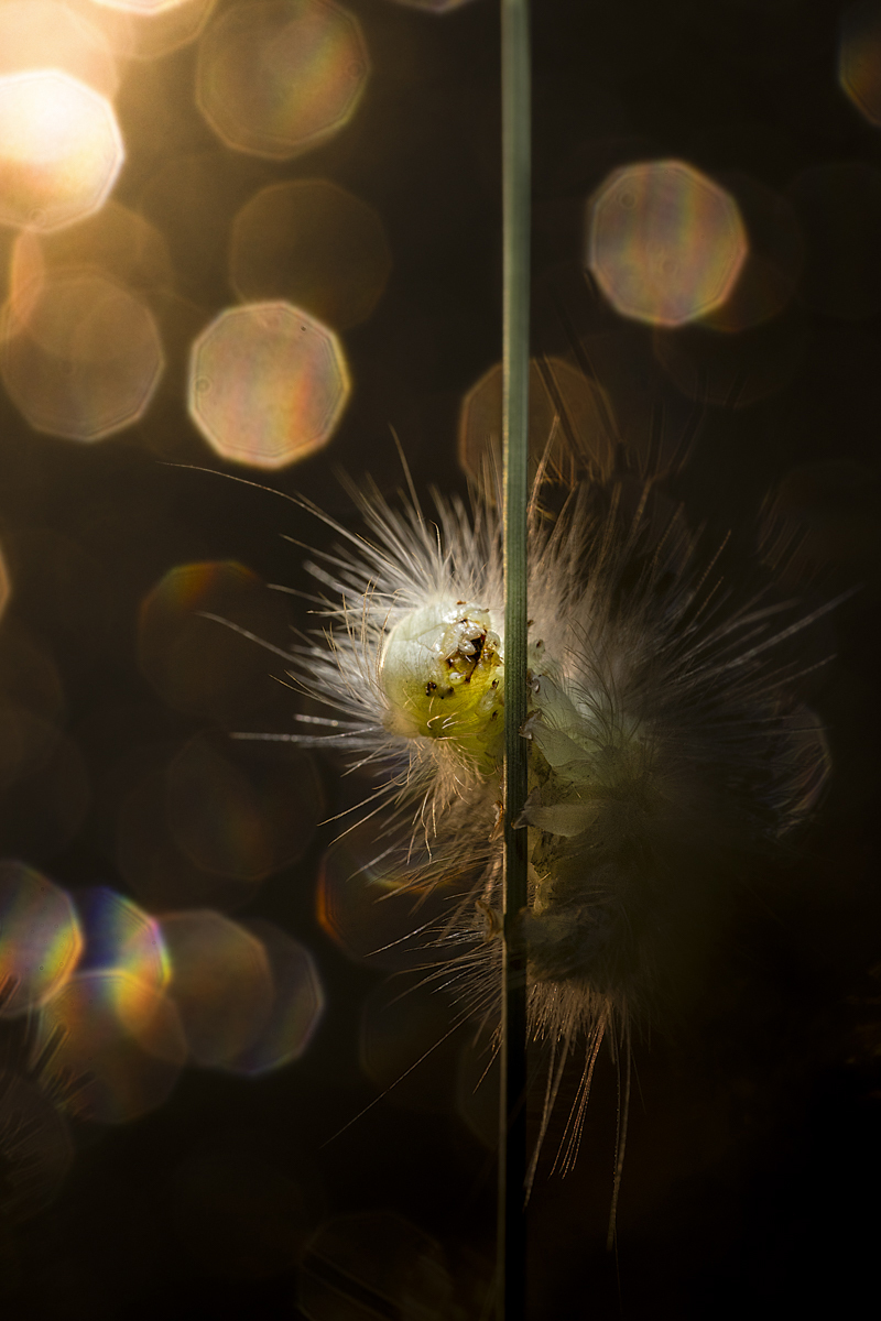 Ephemeral Light