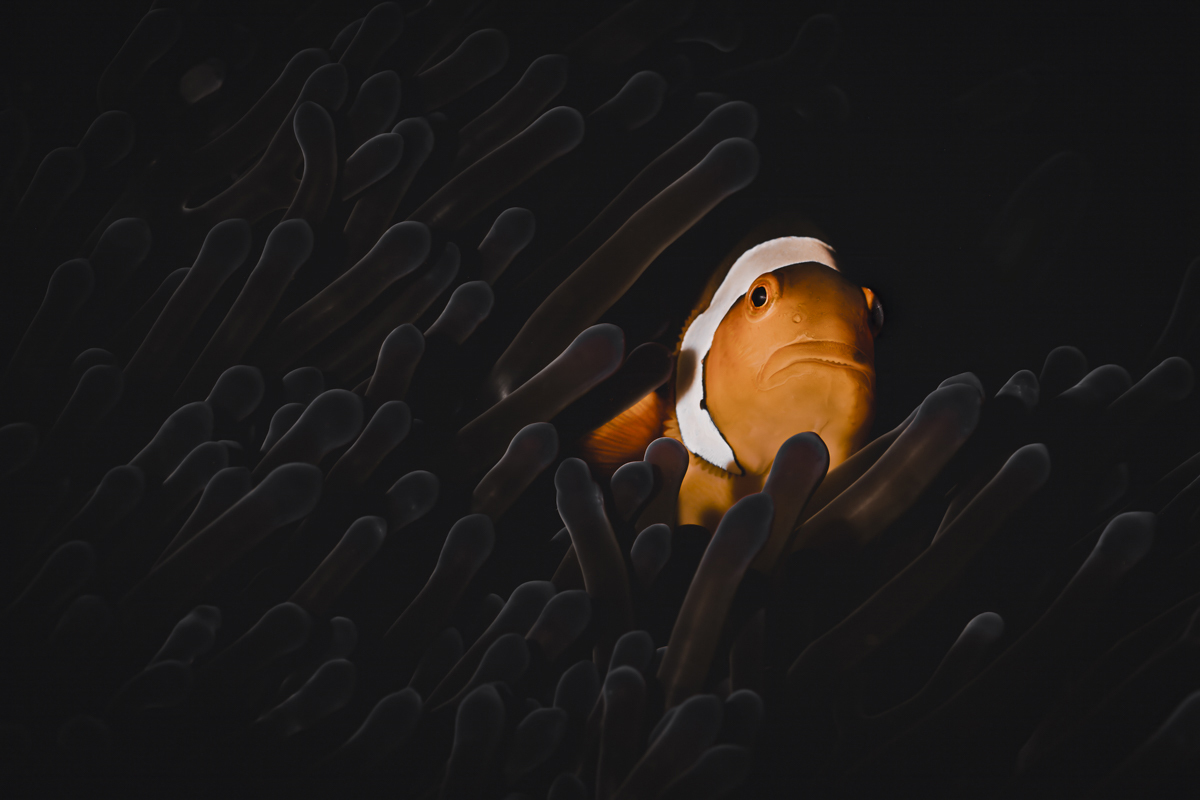 Guardian of Silence